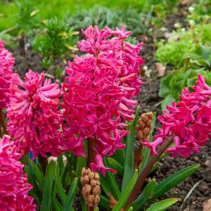 Jacinthe Jan Bos (x3)